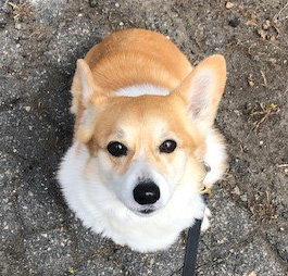 Lyka