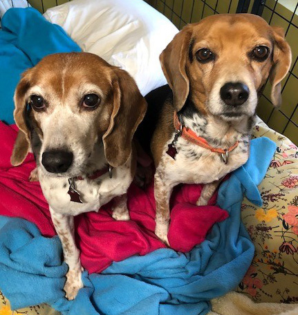 Roxy and Shiloh