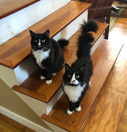 Sprocket and Neko